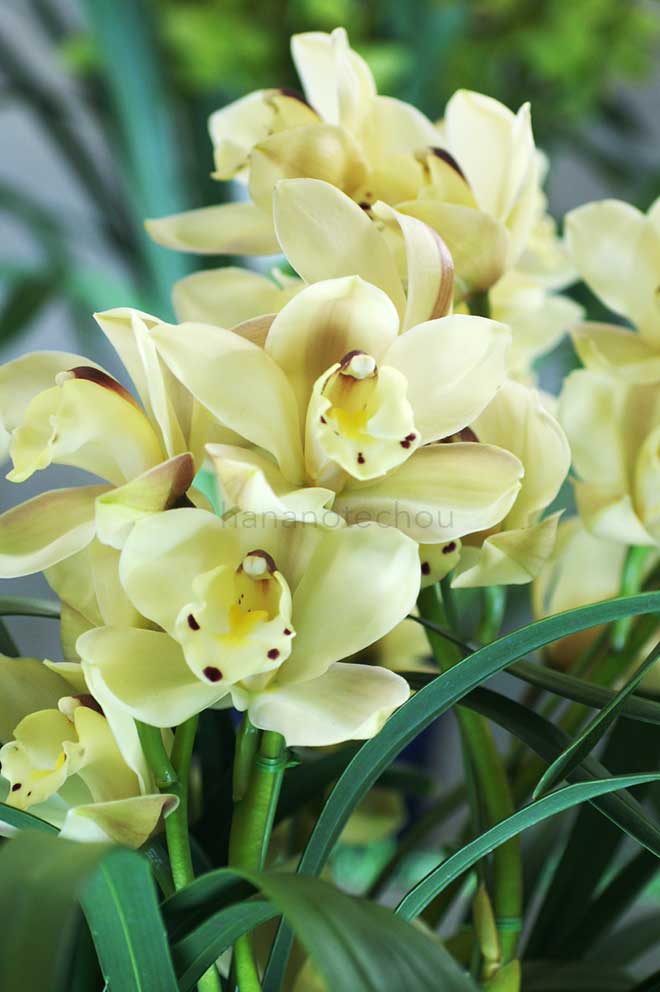 シンビジウム エンザン エブル 'レザレクション'|花の手帖の蘭図鑑