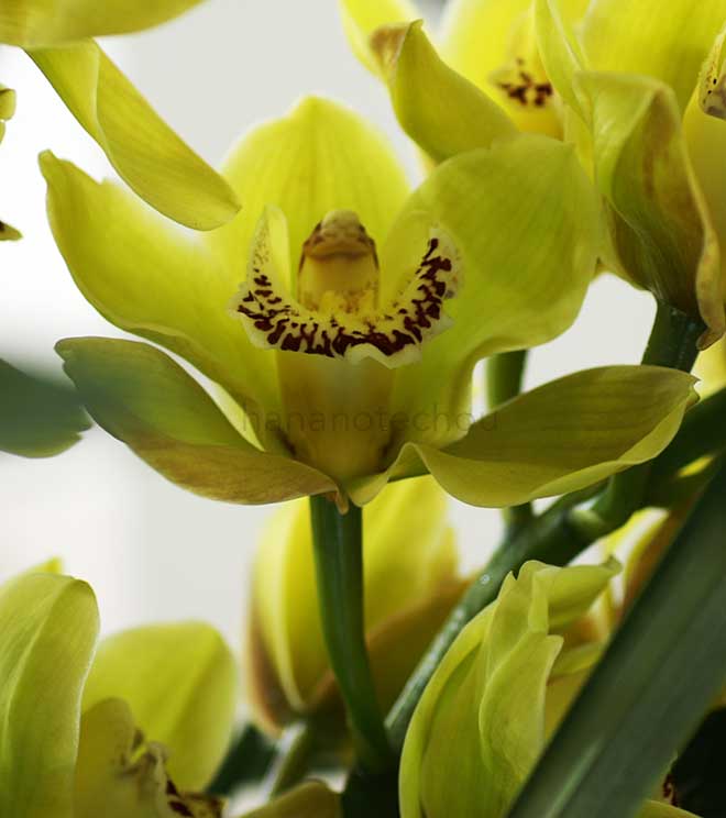  ｜花の手帖の蘭図鑑