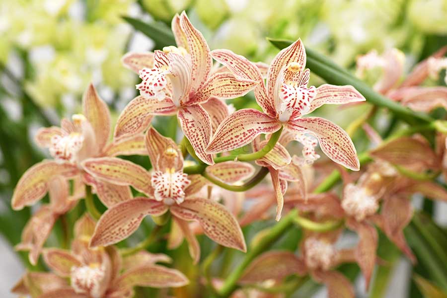  ｜花の手帖の蘭図鑑