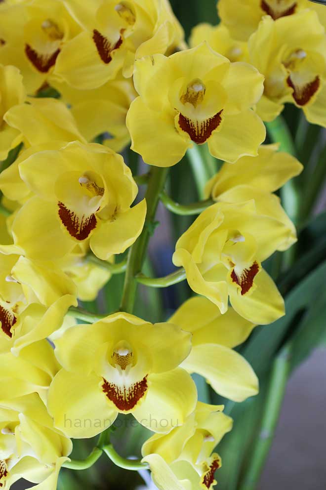  ｜花の手帖の蘭図鑑