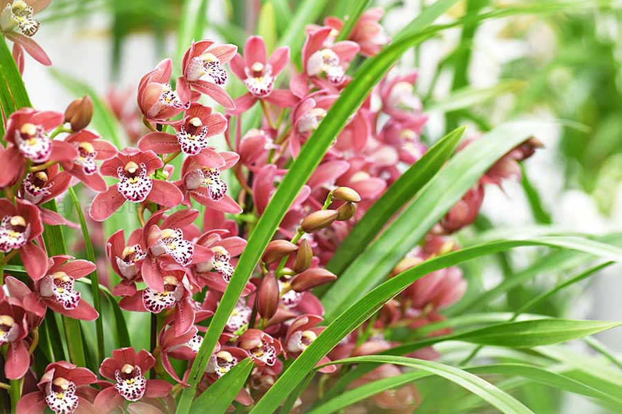  ｜花の手帖の蘭図鑑