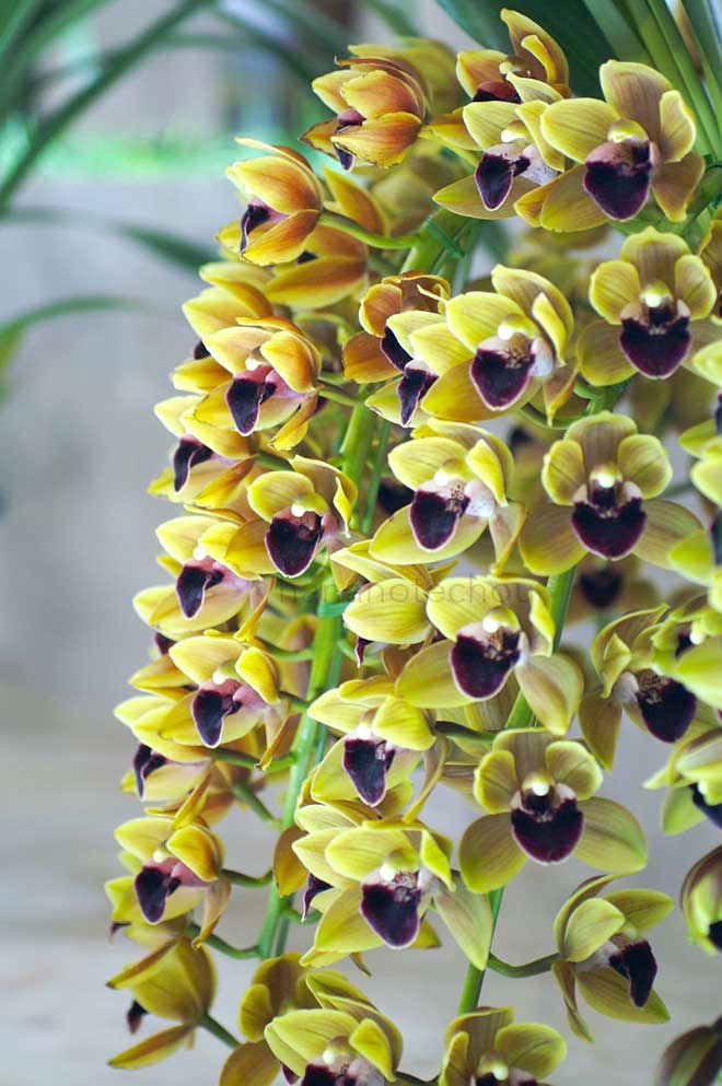  ｜花の手帖の蘭図鑑