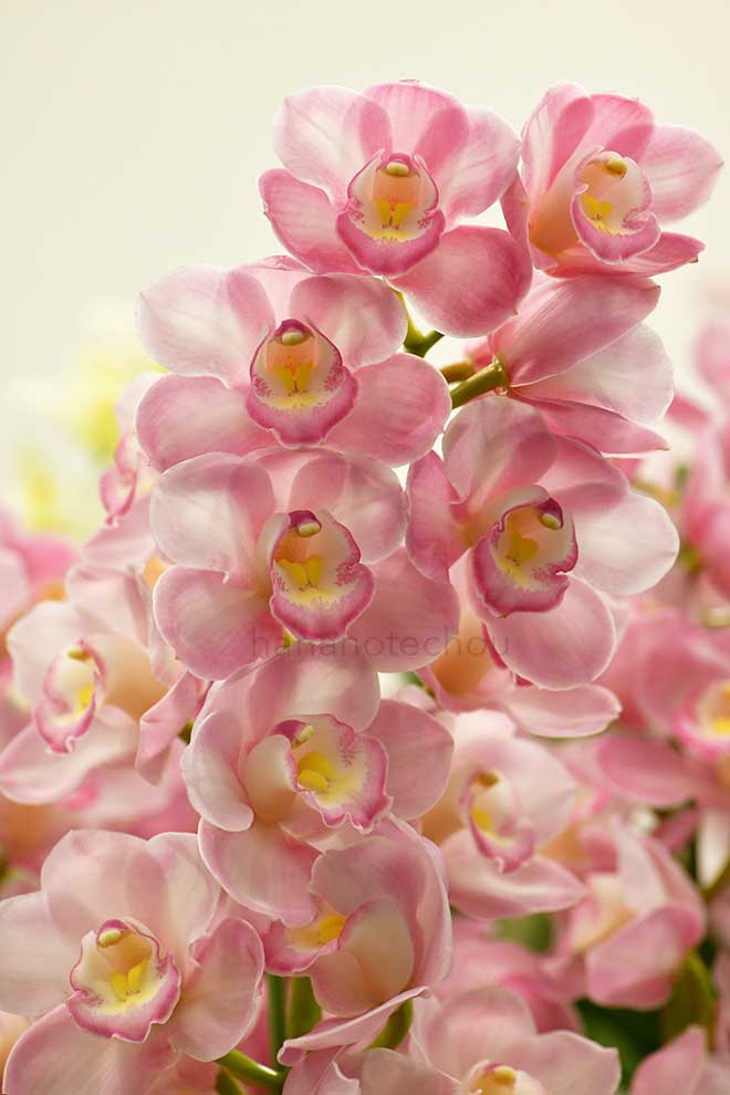  ｜花の手帖の蘭図鑑