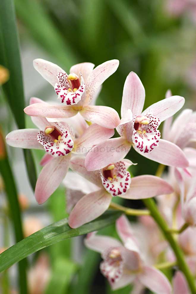  ｜花の手帖の蘭図鑑