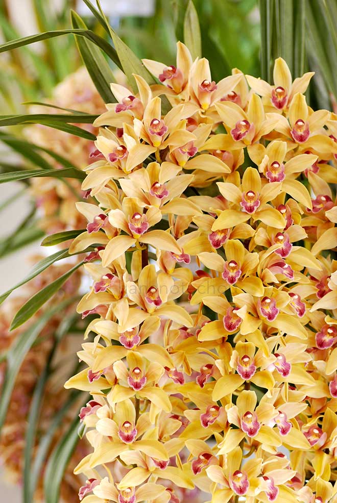  ｜花の手帖の蘭図鑑