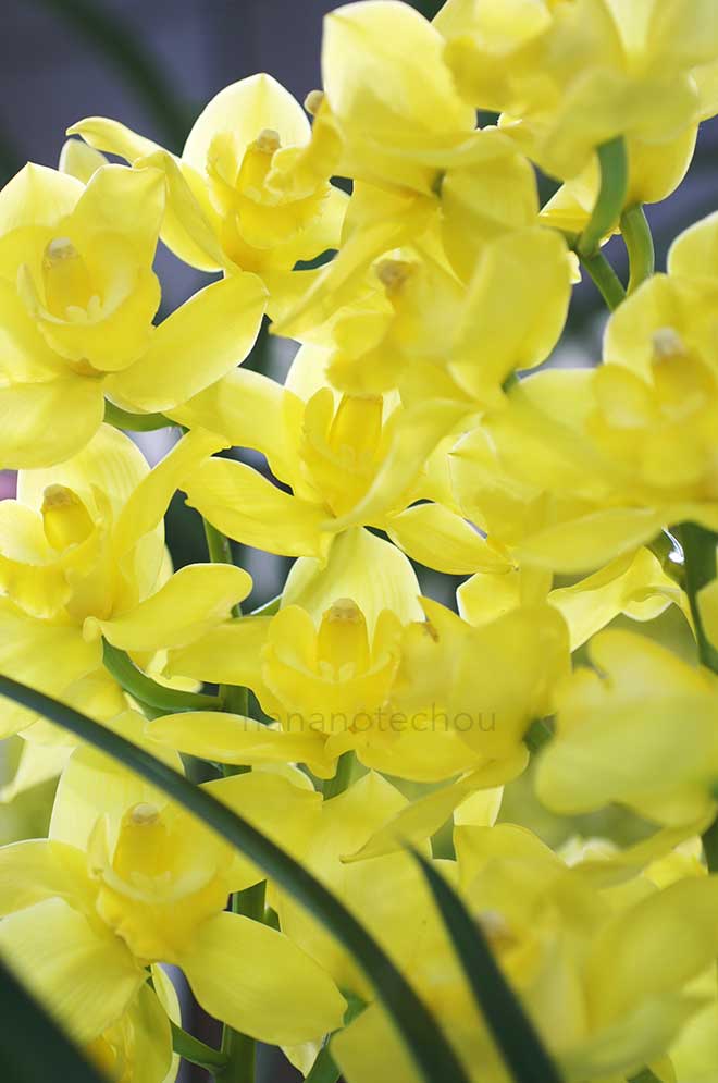  ｜花の手帖の蘭図鑑