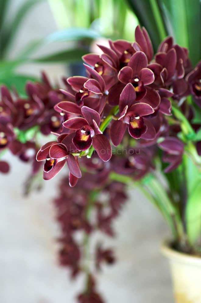  ｜花の手帖の蘭図鑑