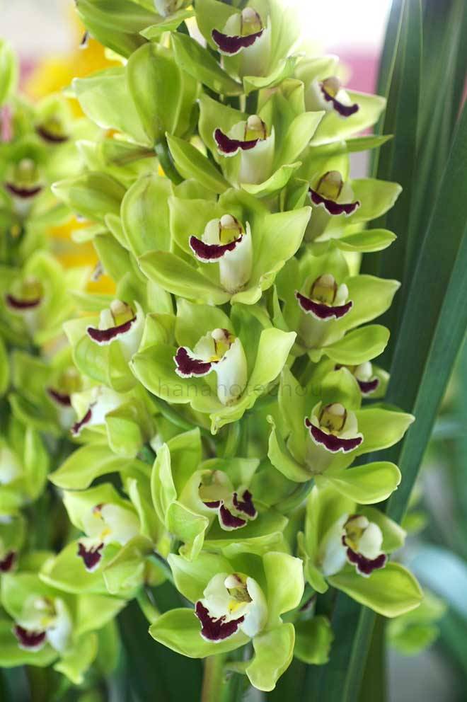  ｜花の手帖の蘭図鑑