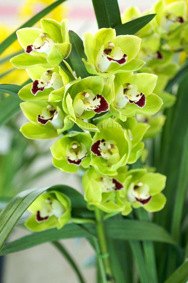  ｜花の手帖の蘭図鑑