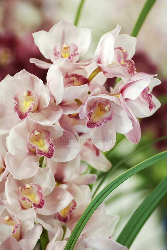 |花の手帖の蘭図鑑