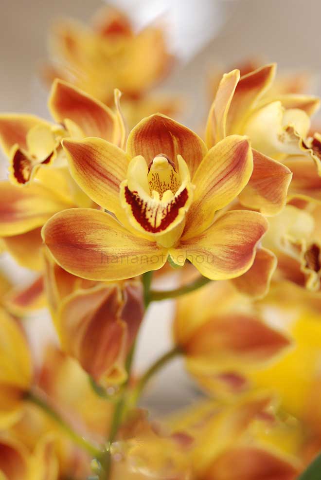  ｜花の手帖の蘭図鑑