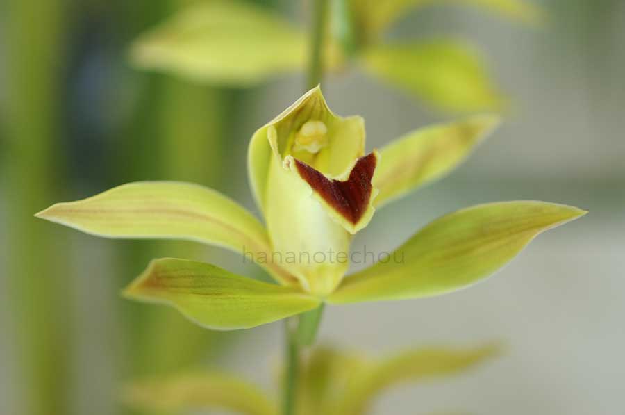  シンビジウム ロウイアナム 'レッド ビーク'｜花の手帖の蘭図鑑