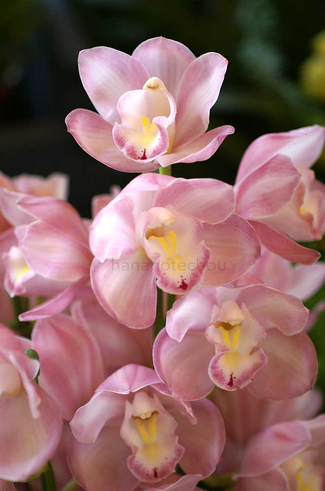  ｜花の手帖の蘭図鑑