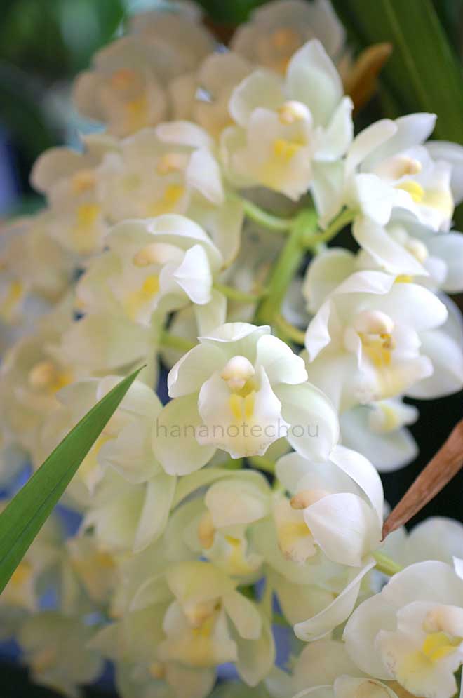  シンビジウム ミニサラー 'ホワイトフォールズ'｜花の手帖の蘭図鑑