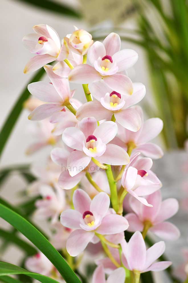  ｜花の手帖の蘭図鑑