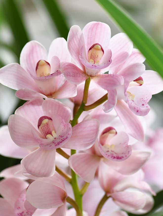  ｜花の手帖の蘭図鑑