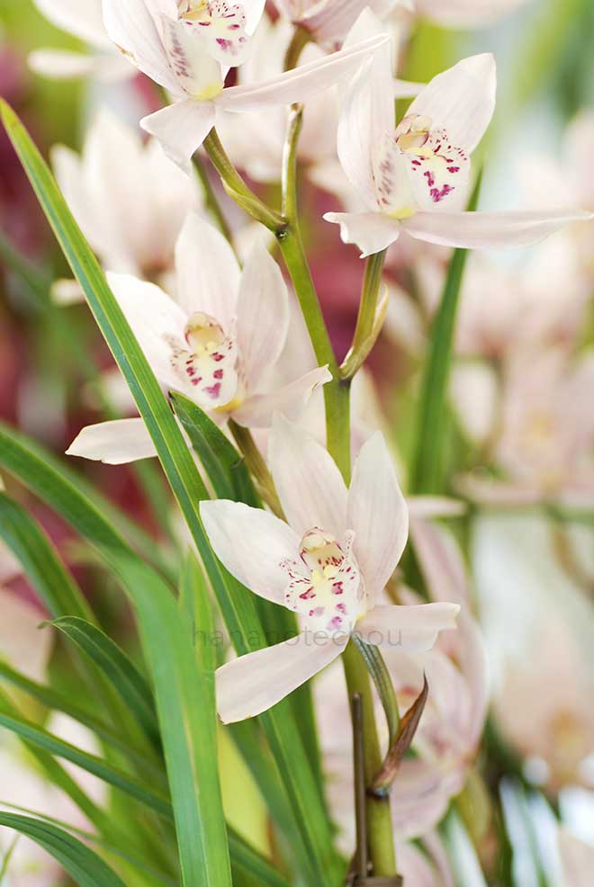  ｜花の手帖の蘭図鑑