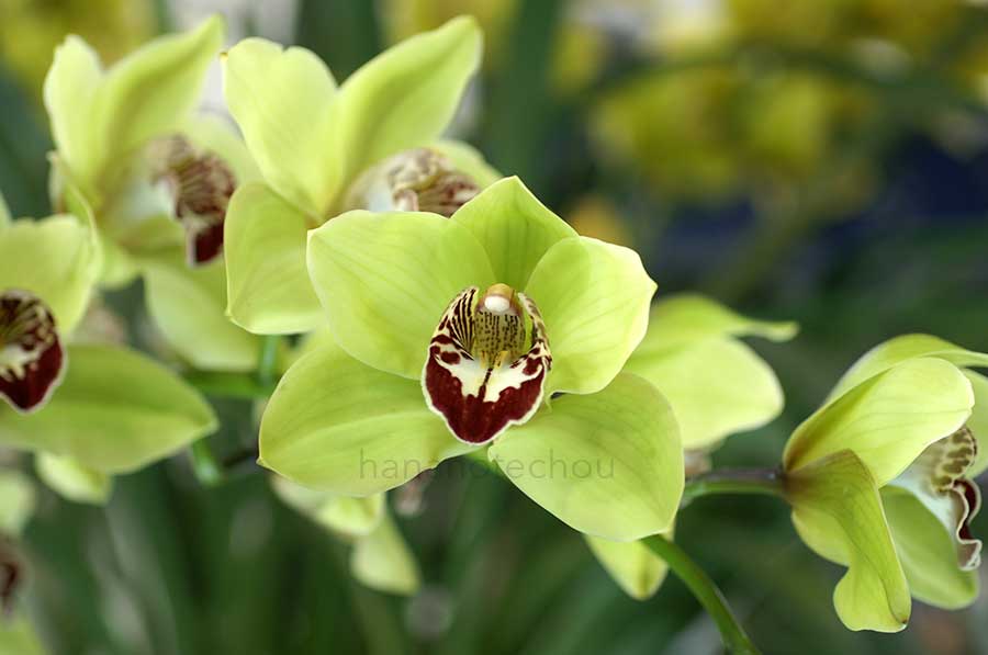 |花の手帖の蘭図鑑