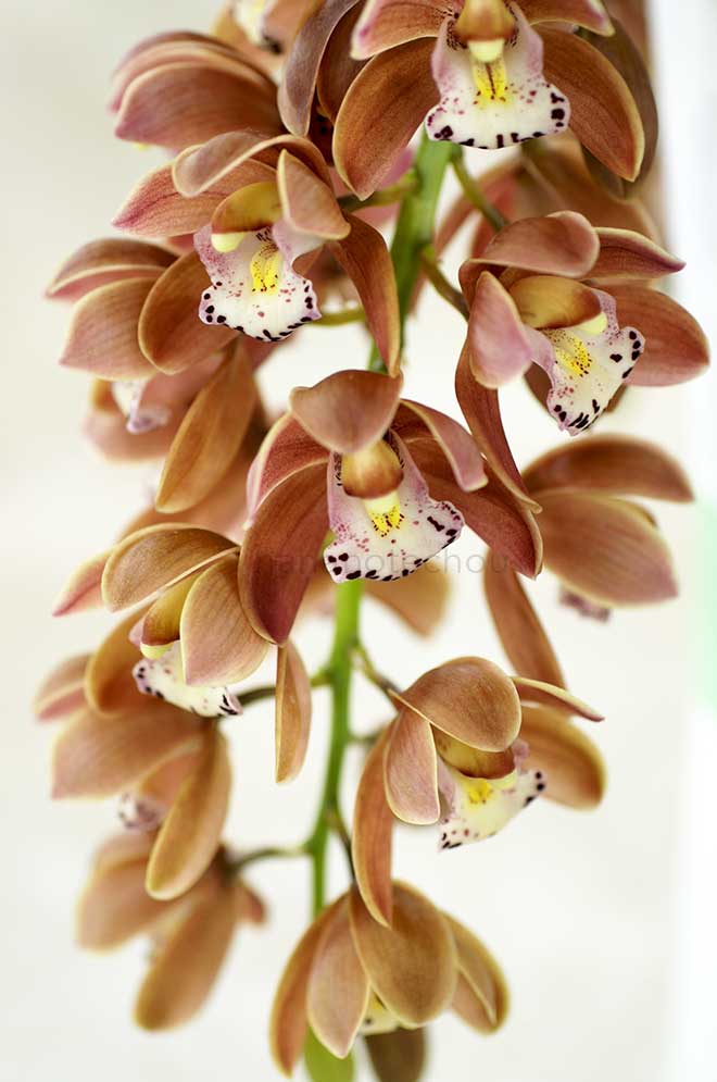 |花の手帖の蘭図鑑