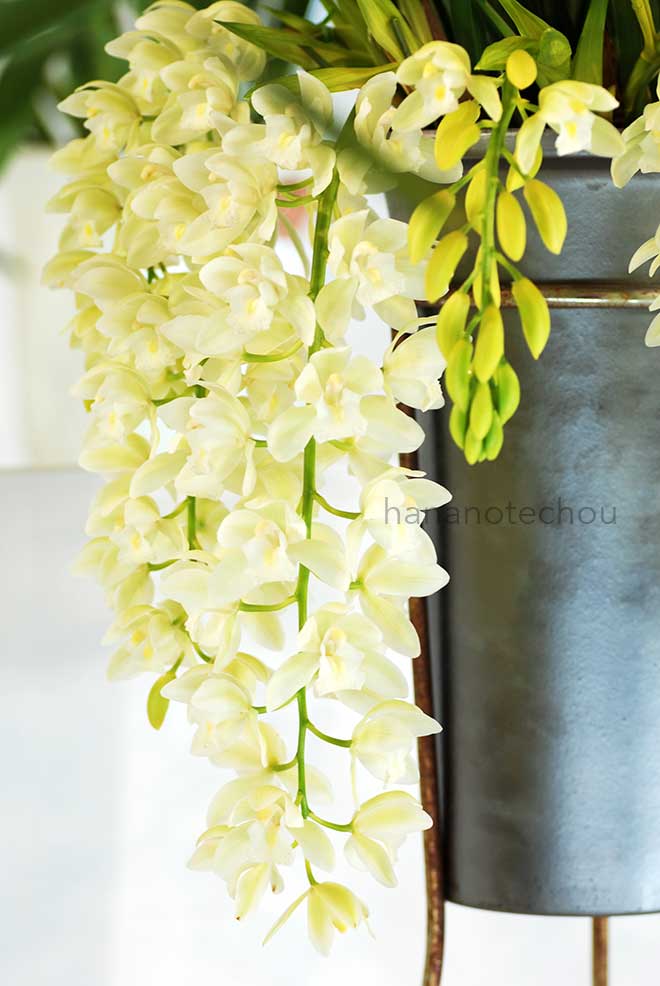 シンビジウム サラジーン 'アイスキャスケード'｜花の手帖の蘭図鑑