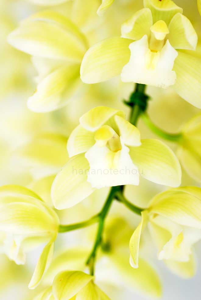 シンビジウム サラジーン 'アイスキャスケード'｜花の手帖の蘭図鑑