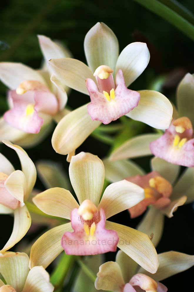  ｜花の手帖の蘭図鑑