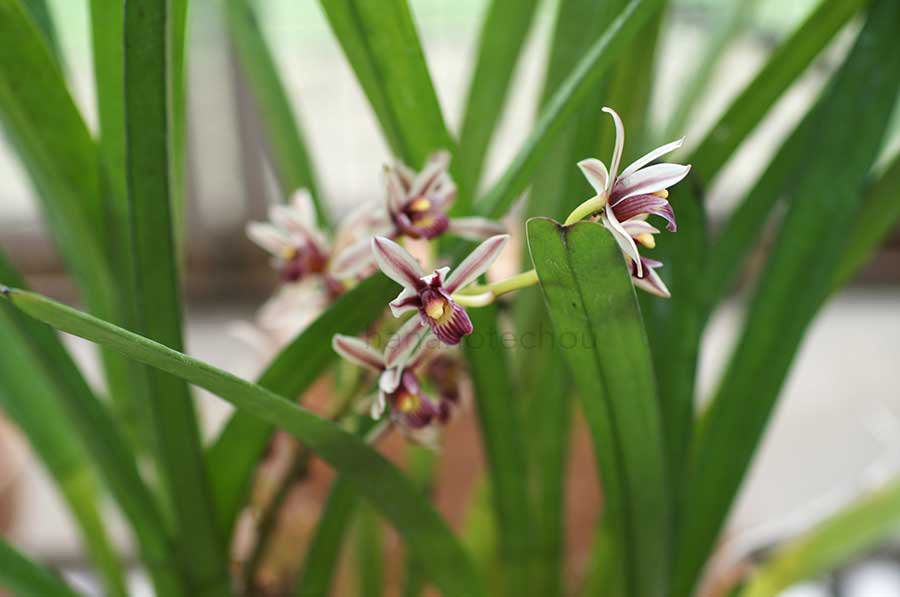 シンビジウム シムランス｜花の手帖の蘭図鑑