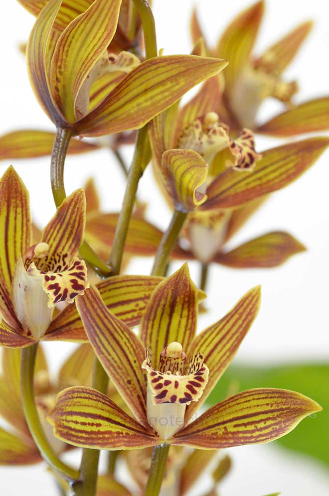 シンビジウム スカイ ナックル 'カゲロウ'｜花の手帖の蘭図鑑