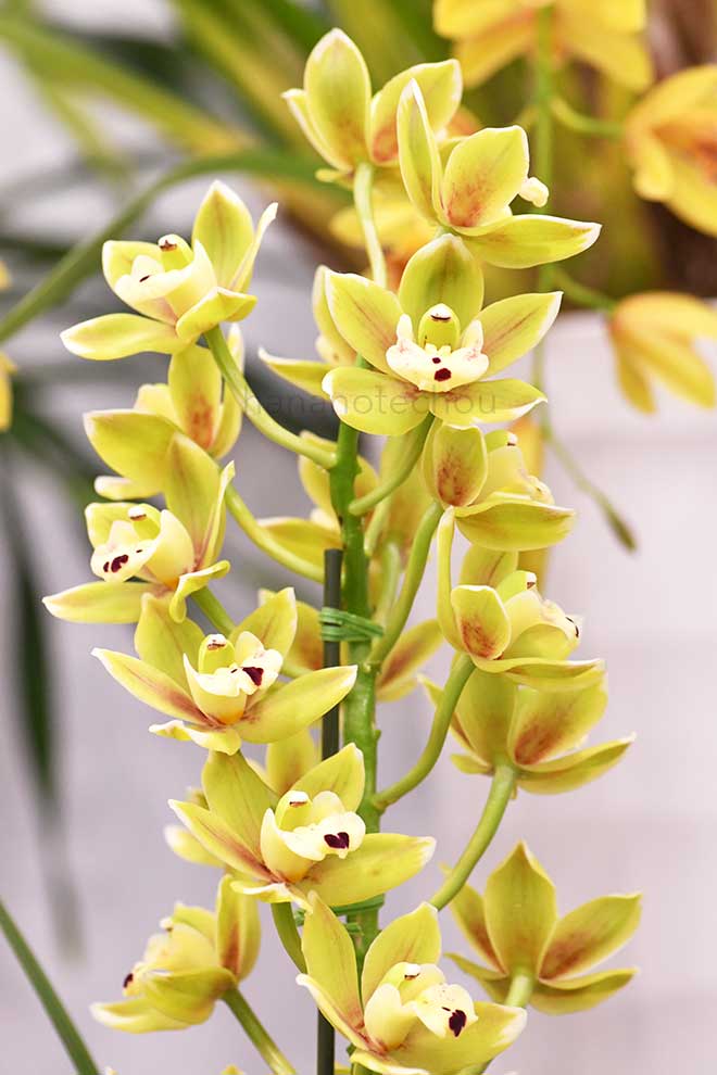 シンビジウム サンシャイン フォールズ 'バター ボール'｜花の手帖の蘭図鑑