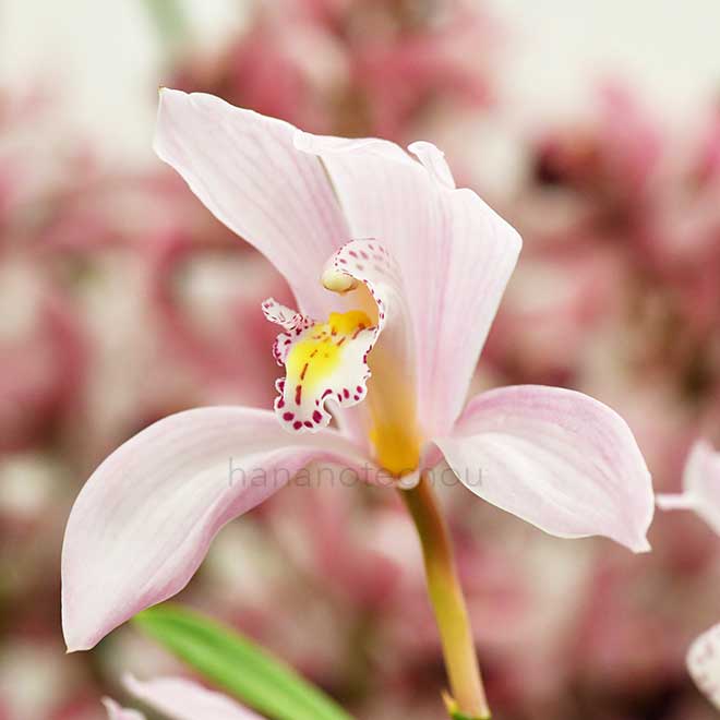 シンビジウム ティアーズ オブ カムイ 'フィール アット'|花の手帖の蘭図鑑