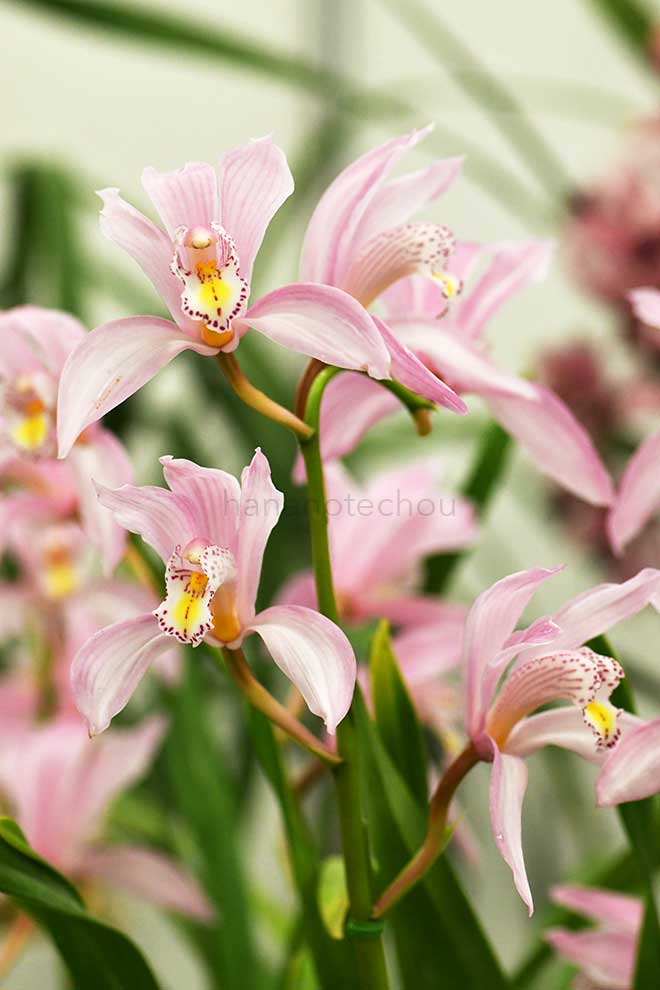 シンビジウム ティアーズ オブ カムイ 'フィール アット'|花の手帖の蘭図鑑