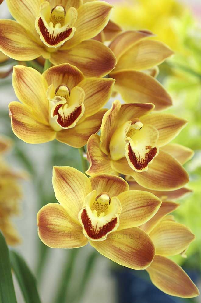 ワラシア x レディ ファンタジー 'レグルス'|花の手帖の蘭図鑑