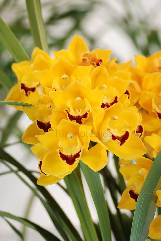  ｜花の手帖の蘭図鑑