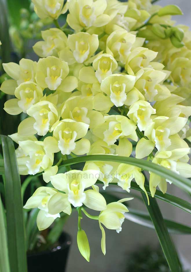 シンビジウム ヤマナシリバティ 'フレッシュミスト'
｜花の手帖の蘭図鑑