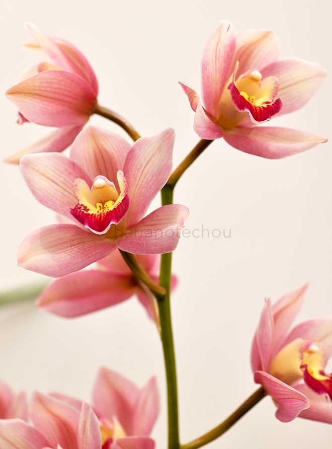  ｜花の手帖の蘭図鑑