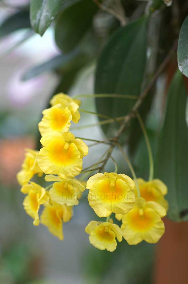 デンドロビウム アグレガツム｜花の手帖の蘭図鑑