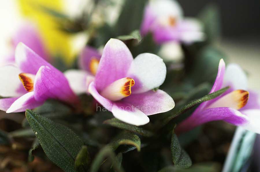 デンドロビウム オージーズハイロウ 'チェリー'｜花の手帖の蘭図鑑