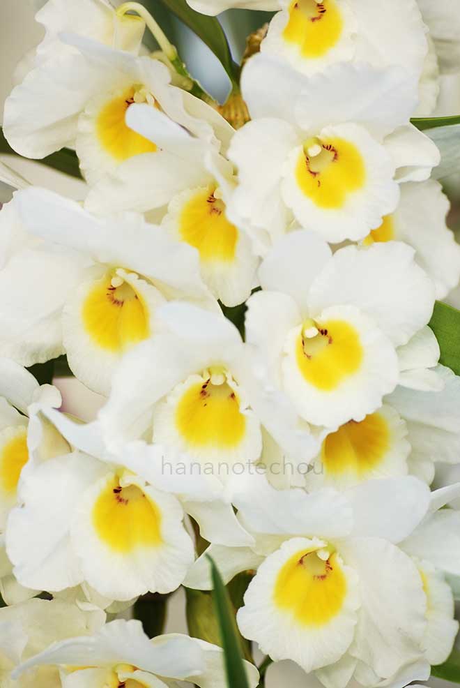 デンドロビウム ブリリアント スマイル 'ヒロミ'｜花の手帖の蘭図鑑