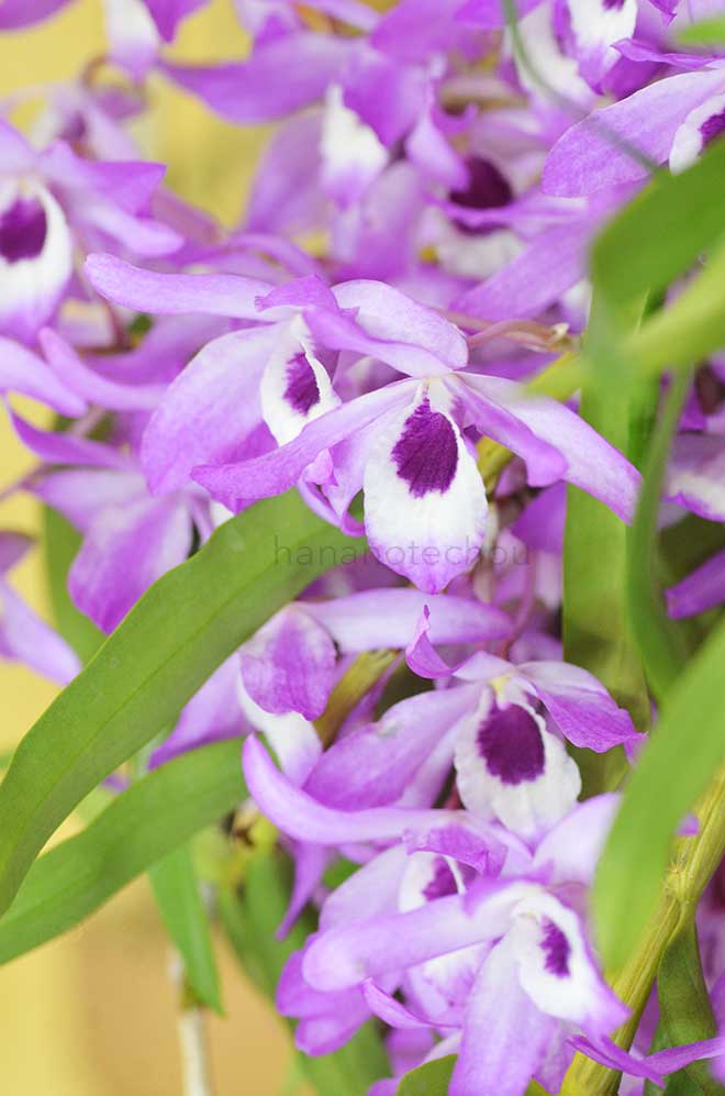 デンドロビウム カシオープ 'シバ'｜花の手帖の蘭図鑑