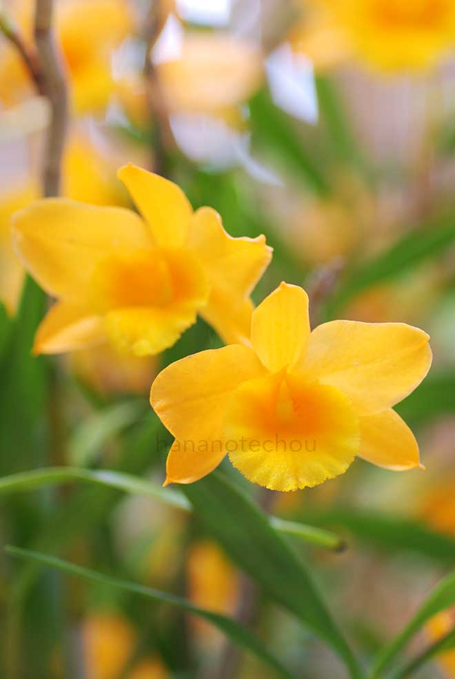 デンドロビウム クラバタム｜花の手帖の蘭図鑑