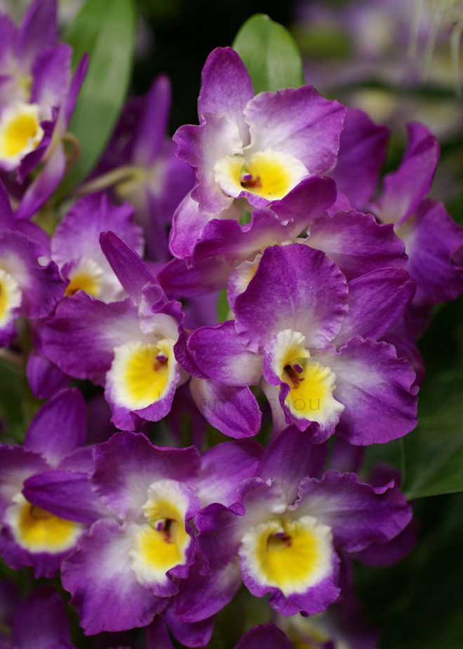 デンドロビウム コメットキング 'アカツキ'｜花の手帖の蘭図鑑