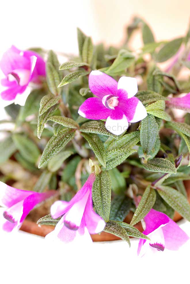 ｜花の手帖の蘭図鑑