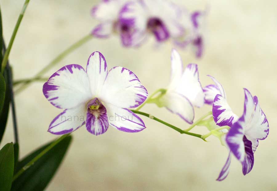 デンドロビウム エノビ パープル 'スプラッシュ'｜花の手帖の蘭図鑑