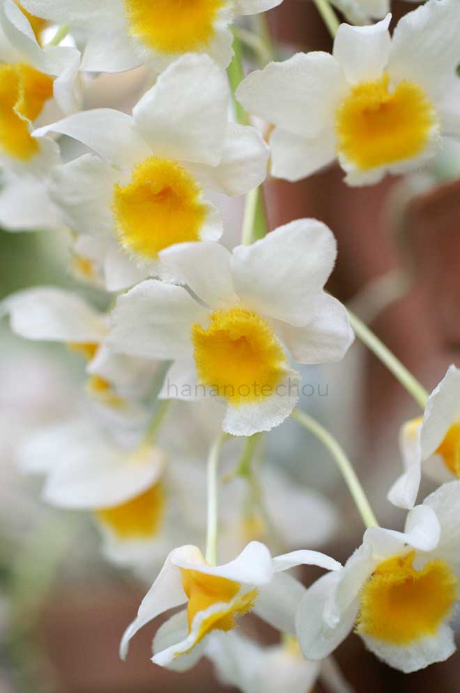 デンドロビウム ファーメリー｜花の手帖の蘭図鑑