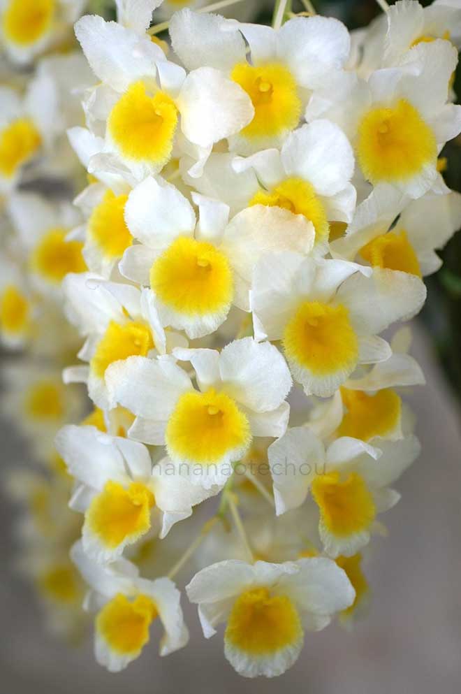 デンドロビウム ファーメリー 'アフター ショーナン'|花の手帖の蘭図鑑