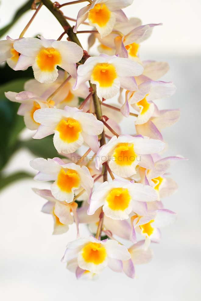 デンドロビウム ファーメリー 'コイデ'｜花の手帖の蘭図鑑