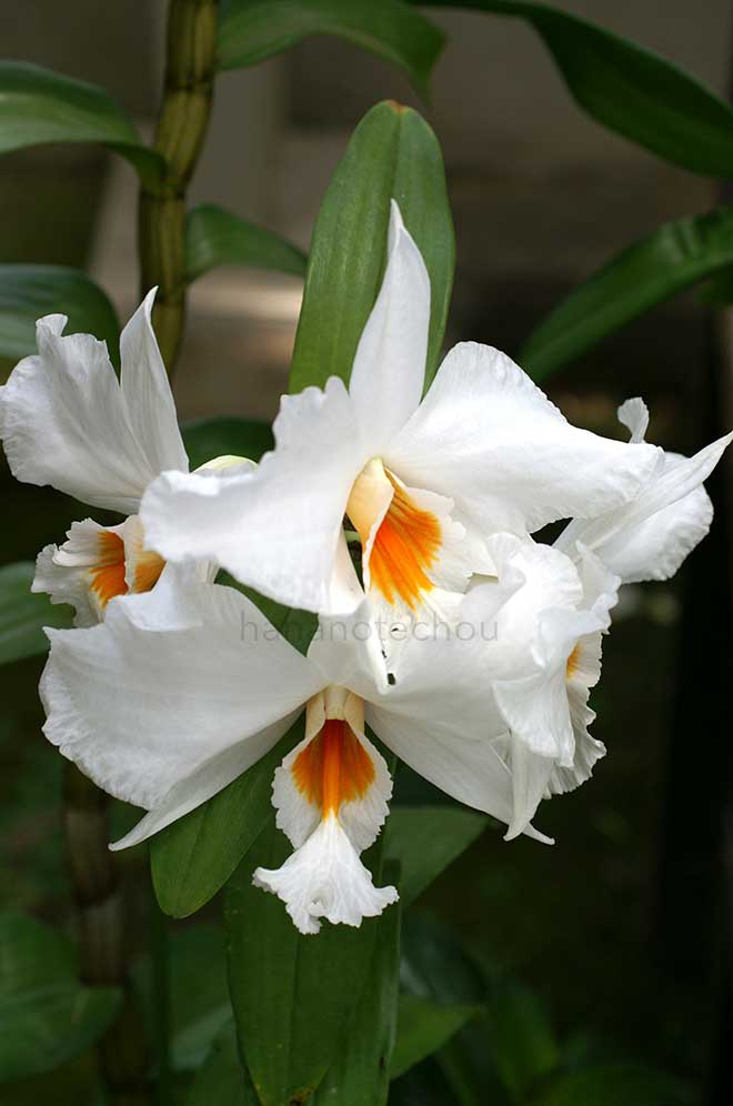 デンドロビウム フォーミディブル｜花の手帖の蘭図鑑