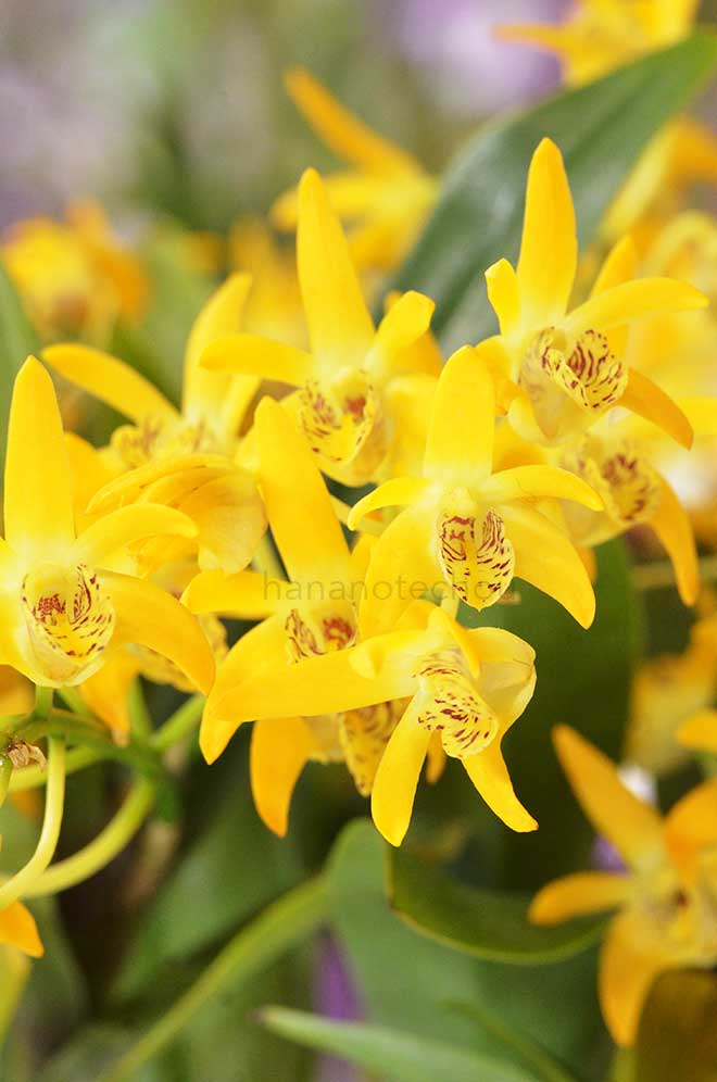 デンドロビウム ギリストン ゴールド 'ナタリー'｜花の手帖の蘭図鑑