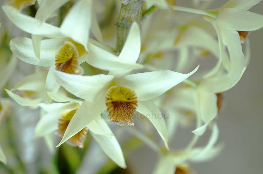 デンドロビウム ヘテロカーパム 'ヤイズ ビーチボーイ'｜花の手帖の蘭図鑑