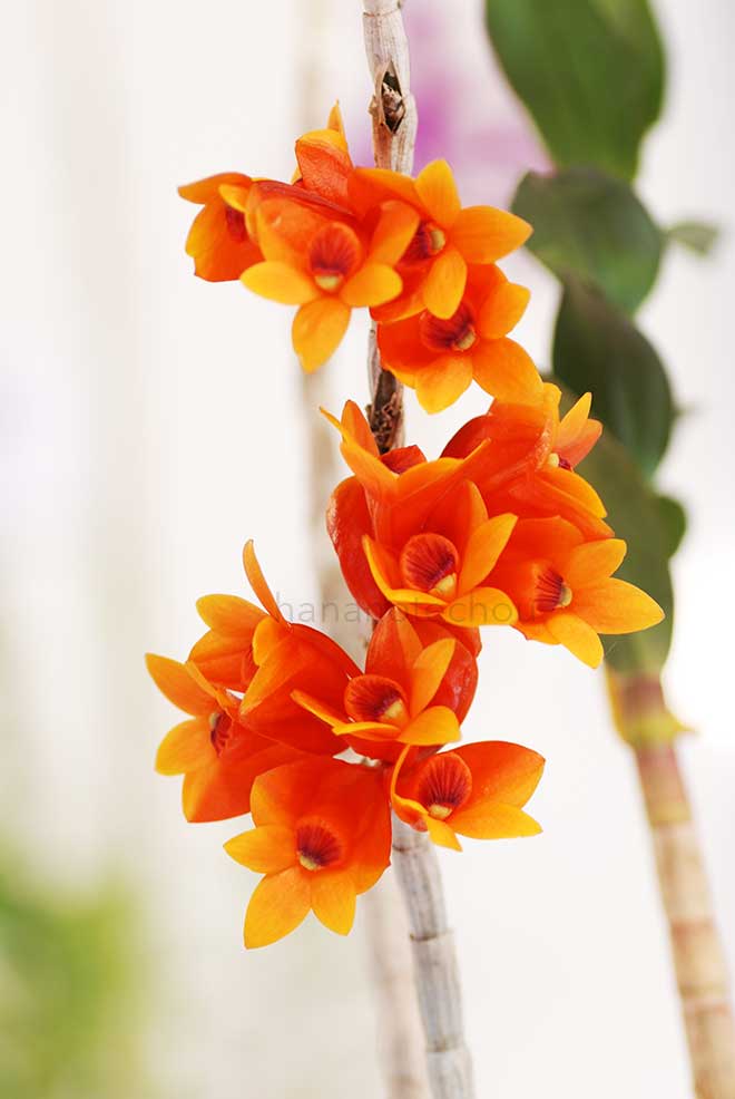 デンドロビウム シンイン パラダイス 'イヌクラ'｜花の手帖の蘭図鑑